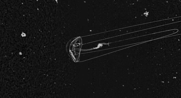 Liriope preying on an arrow-worm