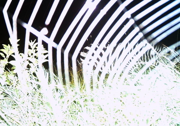 zebra-spiderweb
