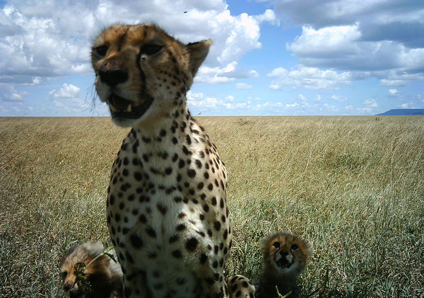 cheetah-cubs