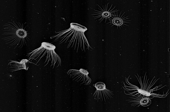 solmaris020056127_invert