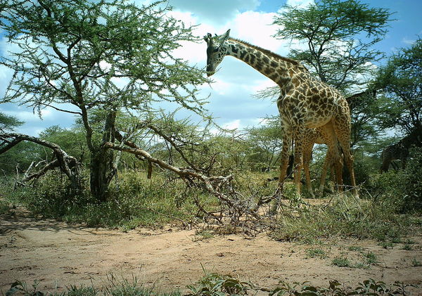 giraffe