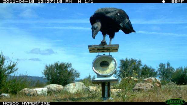 1422357_229019057292641_20696441244993513_n