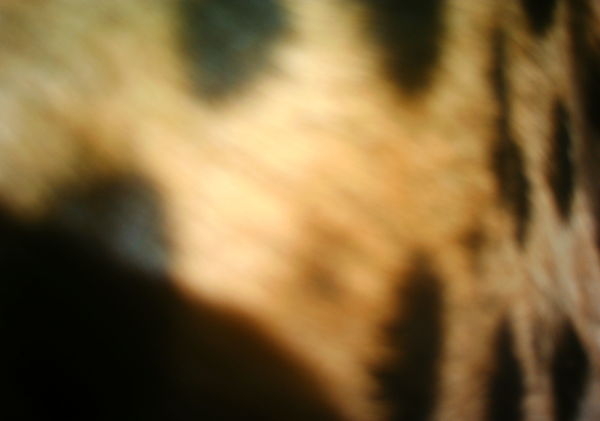 5331e2c51bccd304b608e657_1