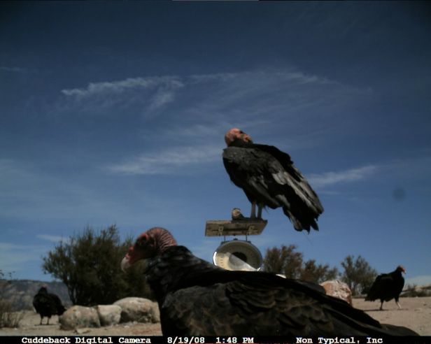 534c4218d31eae0543025da5