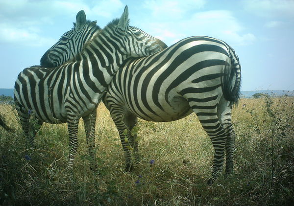 5331cd951bccd304b6004599_0