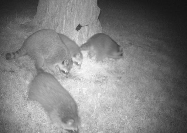 54f184c069736d458293ed00