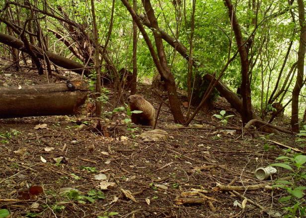 54f5e72969736d5835ea3100