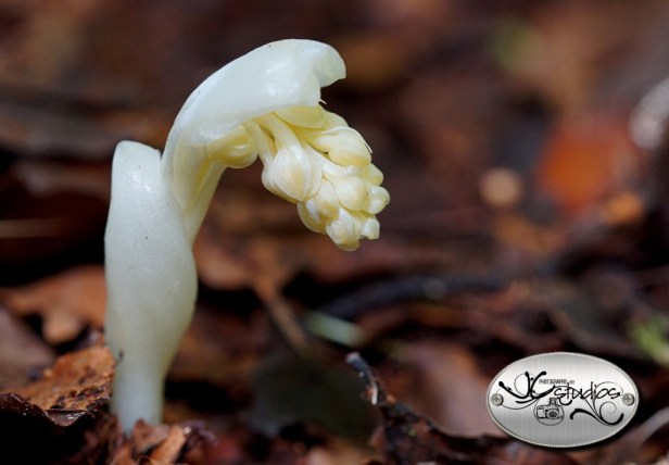 5550b1e921d72904e200003b