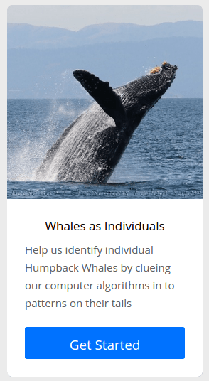 whales-as