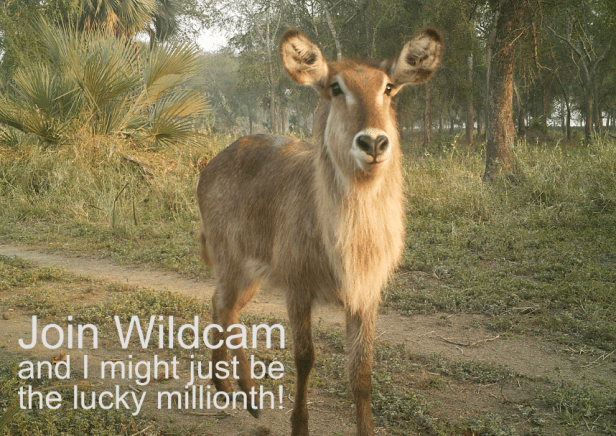 wildcam-million