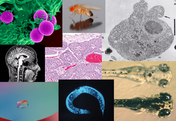 pasted-image-at-2016_11_17-11_46-am