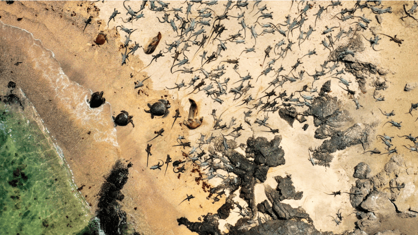 image of iguanas from above