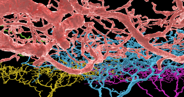 These neuron branches were discovered and coloured by the EyeWire community.