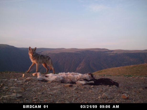 534c4328d31eae054302d37d